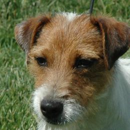 Winston - Parson Russell Terrier