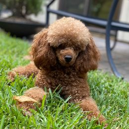 Dot - Poodle
