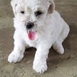 Puppy 1 - White male Bichon Frise puppy in Selma, North Carolina from Havenkennels