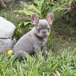 Lars - Liver male French Bulldog puppy in Palm Coast, Florida from Calypso Island French Bulldogs