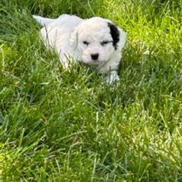 Bernedoodle Puppies from Heartland Kennels