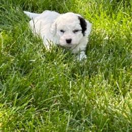 Bernedoodle Puppies from Heartland Kennels
