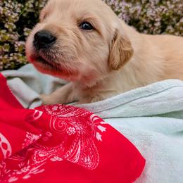 Waylon - Golden male Golden Retriever puppy in Colville, Washington from Rosehaven Homestead