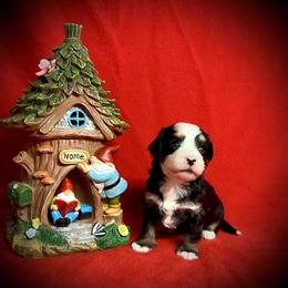 Bernedoodle Puppies from Colorful-K9'S