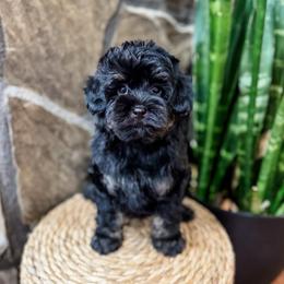 Jet - Black tri-color male Aussiedoodle puppy in Sharpsburg, Georgia from Steindoodles