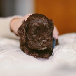 Tofu - Brown male Cocker Spaniel puppy in Fresno, California from Carvajal Cockers