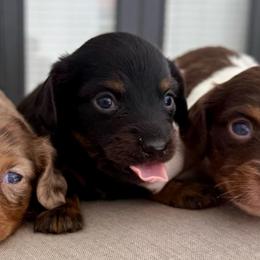 Lilly - Black and tan female Dachshund puppy in North Fort Myers, Florida from Trust Fund Devil Kennel