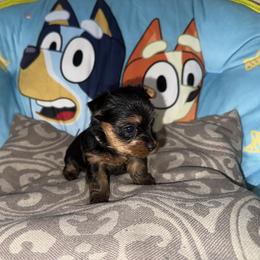 Yorkshire Terrier Puppies from Lunio's Yorkies