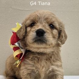 Girl 4 - Cream female Goldendoodle puppy in Milford, Michigan from Servant Kennel