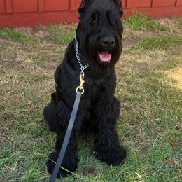 Giant Schnauzers and Miniature Schnauzers from T & A Cali Schnauzer