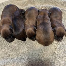 Soft Coated Wheaten Terrier Puppies from Whoodles of Wyoming