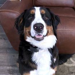 Chardonnay - Bernese Mountain Dog