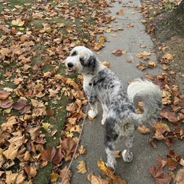 Lexi - Sheepadoodle