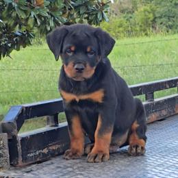 Pick of the litter male puppy - Black and mahogany male Rottweiler puppy in Holts Summit, Missouri from Hurleyhaus Rottweilers
