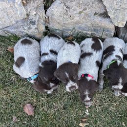 Boy 3 - Brown and gray male Wirehaired Pointing Griffon puppy in Preston, Idaho from Glendale Griffons