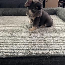 French Bulldog Puppies from Royal velvet frenchies