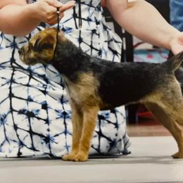 Winifred - Border Terrier