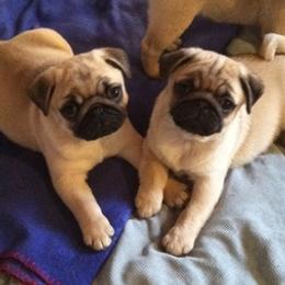French Bulldogs and Pugs from Felzar