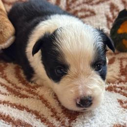 Esperanza - Black and white female Border Collie puppy in Mckinney, Texas from Border Collies of Ruidoso