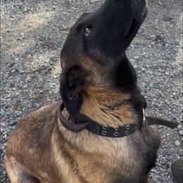 Grizz - Belgian Malinois