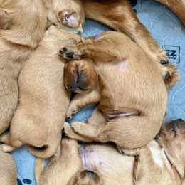 Female Pick 6 - Dark golden female Golden Retriever puppy in Waterford, Pennsylvania from Creek Flats Retrievers