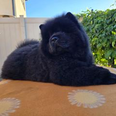 Black girl - Black female Chow Chow puppy in San Diego, California from Naiman Chow Chows (San Diego, CA)