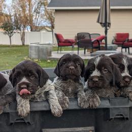 Wirehaired Pointing Griffon puppies from Mountain River Griffons