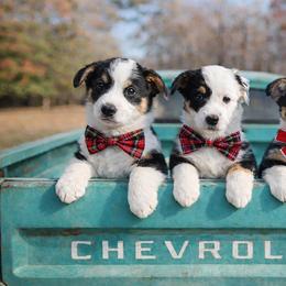 Max - Black and tan male Pembroke Welsh Corgi puppy in Star City, Arkansas from T4 Farms