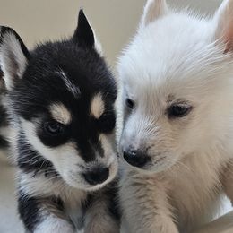 Pomsky Puppies from Peoria Pomskies