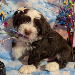 Colby Jack - Chocolate male Havanese puppy in Marysville, Ohio from Sweet Confections Havanese
