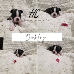Oakley - Black and white female Boston Terrier puppy in La Belle, Florida from HC Boston Terriers