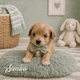 Simba - Red male Maltipoo puppy in Bowling Green, Kentucky from Denise Clark
