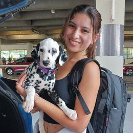 Raindrops, Lavender collar - White and black female Dalmatian puppy in Decatur, Alabama from Hollytree Dalmatians