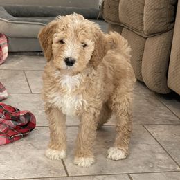 Star - Apricot female Goldendoodle puppy in Sugarcreek, Ohio from True Hearted Doodles
