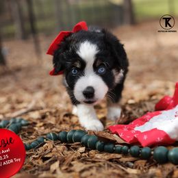 Maizie - Black tri female Toy Australian Shepherd puppy in Nacogdoches, Texas from TK Standard, Mini, & Toy Aussies