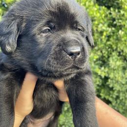 Light blue collar - Black male Labrador Retriever puppy in Desert Hot Springs, California from Outlaws Labradors
