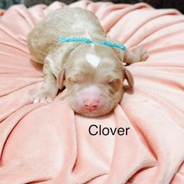 Clover - Cream female Goldendoodle puppy in Pasco, Washington from Camp Doodle Woods
