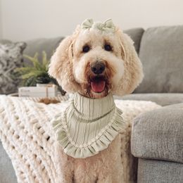 Cora - Goldendoodle