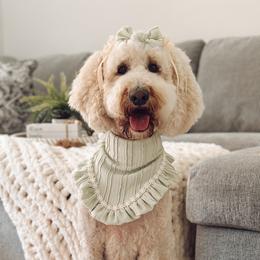 Cora - Goldendoodle