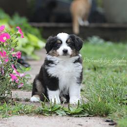 Miniature Australian Shepherd Puppies from ELVF Mini Aussies