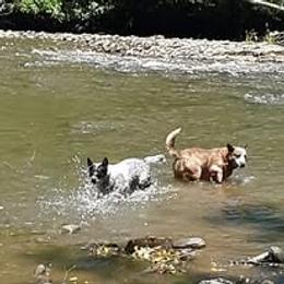 Australian Cattle Dog All Grown Up from Scrappington Kennels