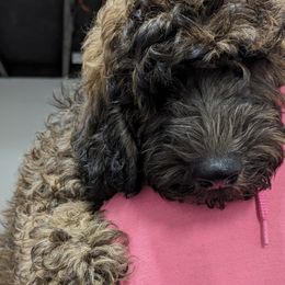 Cavapoo and Goldendoodle Puppies from Daisy's Doodle Den