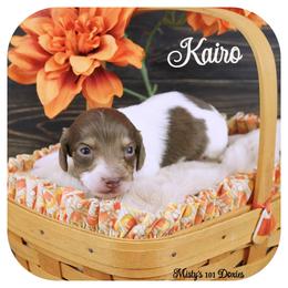 KAIRO - AKC Registered - Chocolate and tan male Dachshund puppy in Graceville, Florida from Misty's 101 Doxies