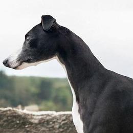 Greyhounds and Whippets from Johnson Whippets and Greyhounds