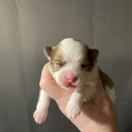 Girl 1 - Tri-colored female Pomeranian puppy in Maplefalls, Washington from Snow peak poms