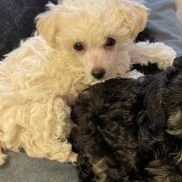 Miniature Schnauzers and Poodles from Snow Creek Miniature Schnauzers, and Poodles