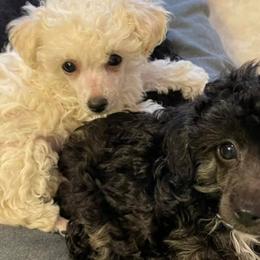 Miniature Schnauzers and Poodles from Snow Creek Miniature Schnauzers, and Poodles