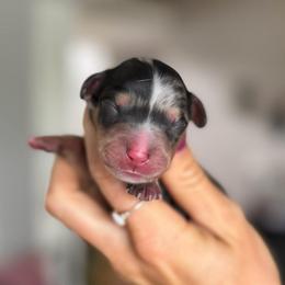 Dapple Boy - Dapple male Dachshund puppy in North Branch, Michigan from Doxie View Acres