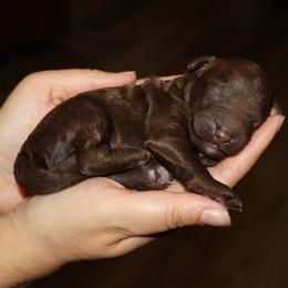 Wonka Bar - Phantom male Bernedoodle puppy in Ohio from Moore Doodles