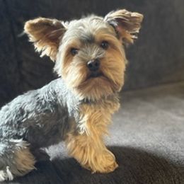 Morkies and Yorkshire Terriers from Lisa’s Little Yorkies